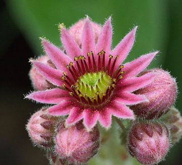 Huislook, een vetplantje met feestelijke bloemen van Natuurpracht   Kees Doornenbal