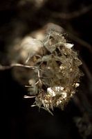Light and dark with fragile flower