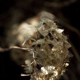 Light and dark with fragile flower von kitty van gemert