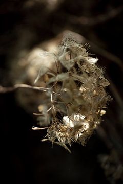 Light and dark with fragile flower by kitty van gemert