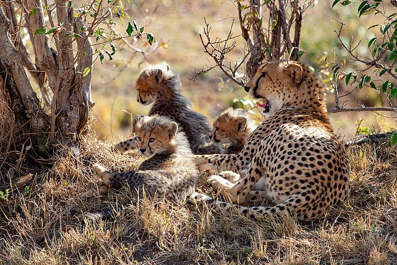 Cheetah w. cubs by Peter Michel
