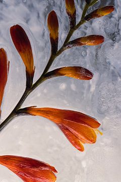 Montbretia in ijs 3 van Marc Heiligenstein