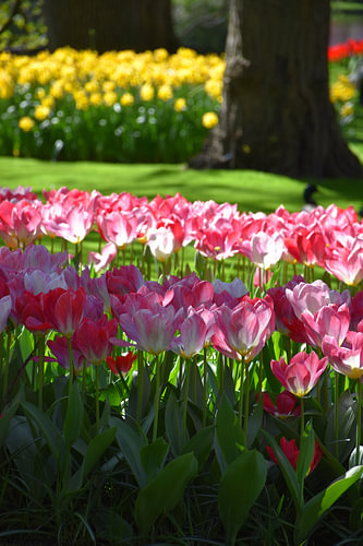 Des tulipes au jardin au printemps