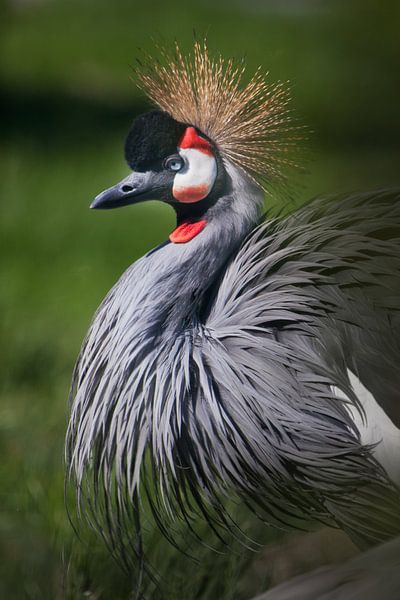 belangrijke gekroonde kraanvogel staat groot tegen een achtergrond van groen, een elegante Afrikaans van Michael Semenov