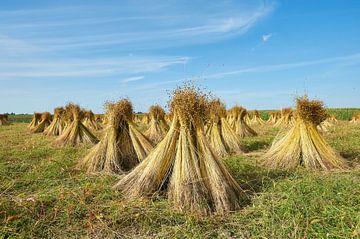 flax sheaves   by Geertjan Plooijer