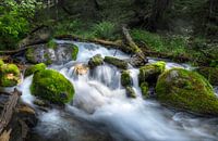 Waters in the woods