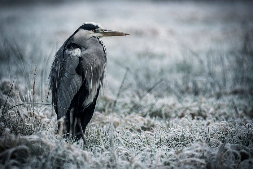 The heron in winter von AnyTiff (Tiffany Peters)
