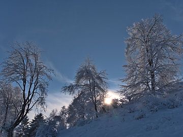 Dromerig winterlandschap op de Schwäbische Alb met besneeuwde bomen van Timon Schneider
