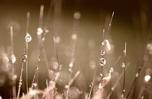 Drops all over I