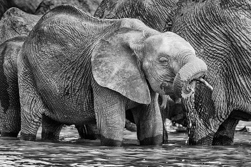 Jonge Olifant bij waterput in zwart wit