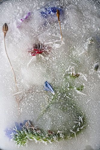 Frozen Summer XVI by Guido Van den Troost