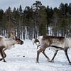 Rendieren in besneeuwde Finse bossen.2 van Timo Bergenhenegouwen