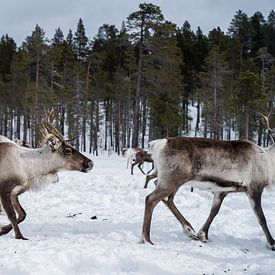 Rendieren in besneeuwde Finse bossen.2 van Timo Bergenhenegouwen