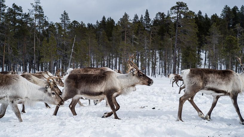 Rendieren in besneeuwde Finse bossen.2 van Timo Bergenhenegouwen