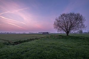 Weiland met boom en schuur bij zonsopkomst 06