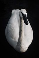Portrait élégant d'un cygne majestueux