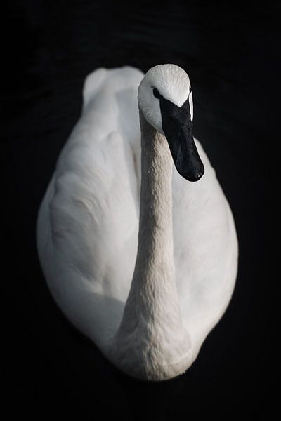 Elegantes Porträt eines majestätischen Schwans von Dave Adriaanse - Photography