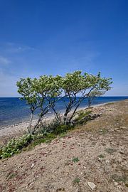 trees on the seafront on öland by Geertjan Plooijer