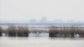 Voor het glazuren van Bertrand Bessin