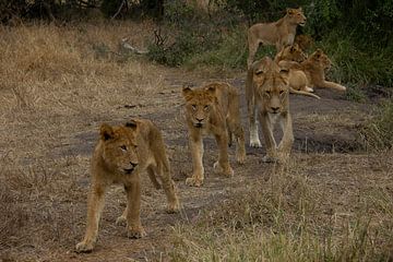 Jonge leeuwen op pad in het Krugerpark / Manyeleti in Zuid-Afrika. van Morena 68