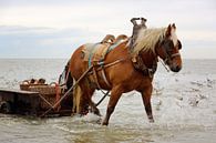 Paard in het water met wagen.  van LHJB Photography thumbnail