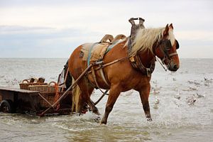 Cheval dans l'eau avec un chariot. 