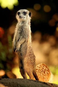 Meerkat by Kees de Knegt