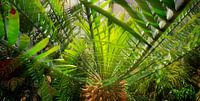 Palm in het palmenhuis van Eric de Haan thumbnail