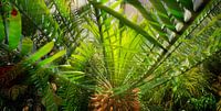 Palm in het palmenhuis