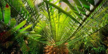Palm in het palmenhuis van Eric de Haan