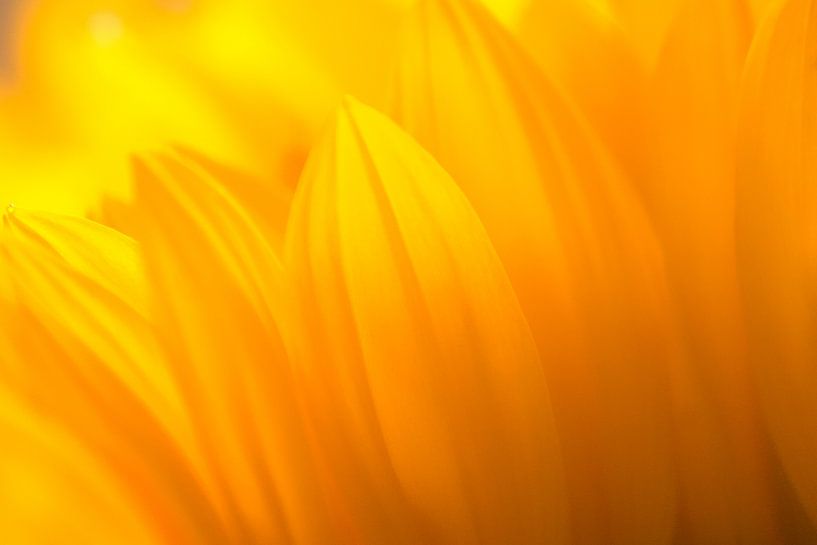 Gros plan sur un tournesol par Simon Datema