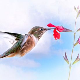 Le colibri boit le nectar d'une fleur rouge sur Christa Thieme-Krus