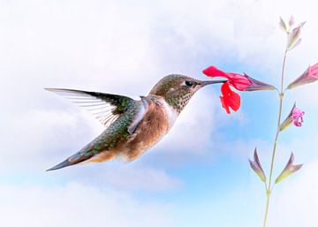 Hummingbird drinks nectar from red flower by Christa Thieme-Krus