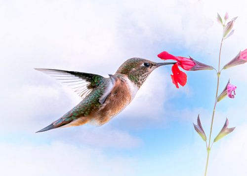 Hummingbird drinks nectar from red flower