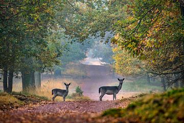 Fallow deer in beech lane by Frans Lemmens