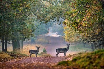 Fallow deer in beech lane