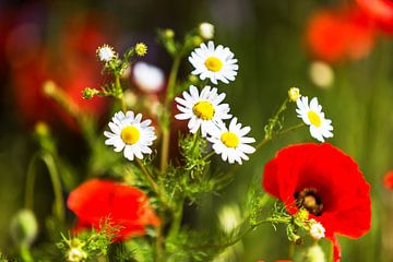 Poppy and daisies