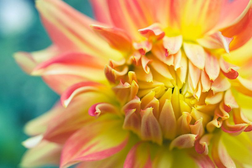 Blumenblätter Makro Nahaufnahme Blütenblatt Bunt Monochrom von Crystal Clear