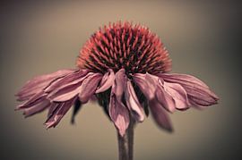 The secret by Arnaud Bertrande