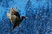 Zwarte Specht (Dryocopus martius) in vlucht van AGAMI Photo Agency