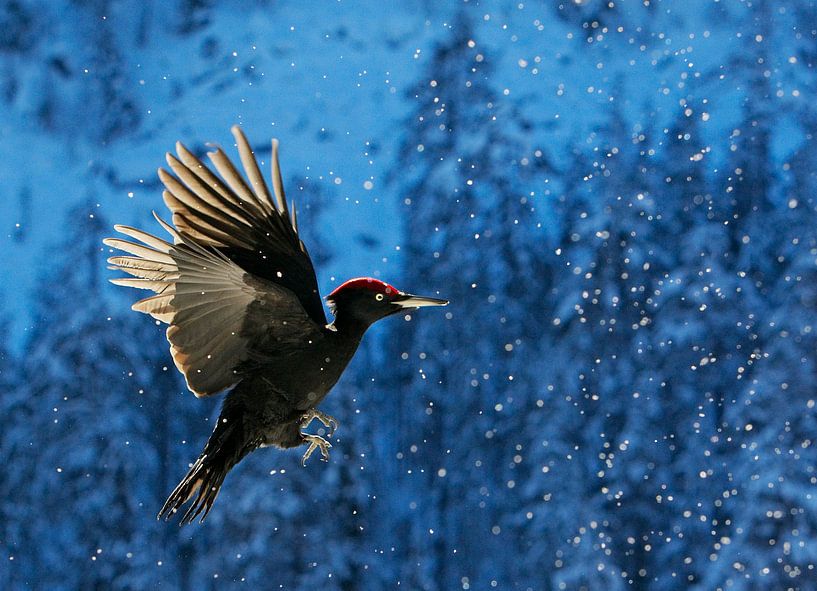 Black Woodpecker (Dryocopus martius) in flight by AGAMI Photo Agency