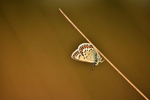 Heather blues in the grass in Bargerveen