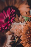 Still life Gerbera