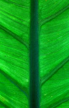 Stralend transparant blad