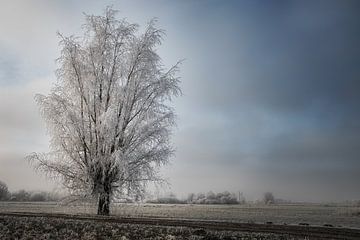 IJsboom in winters landschap van Jos Reimering