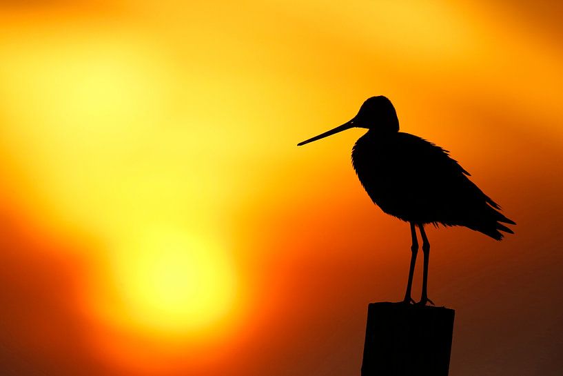 Black-tailed Godwit (Limosa limosa) standing on a pole by AGAMI Photo Agency
