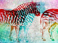 Zebra Schimmen  