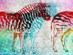Zebra Schimmen  