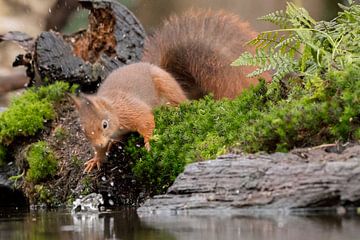 Eichhörnchen fängt Tropfen von Karin van Rooijen Fotografie