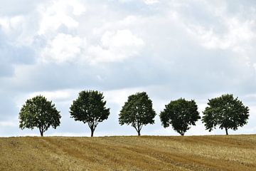 Vijf bomen op een rij van Manon Sloetjes